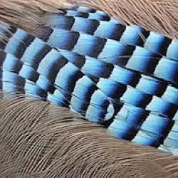 Horse Feathers
